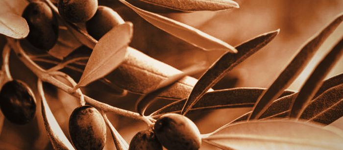 Premium Greek olive imports and Mediterranean produce distributed across Zimbabwe by Philotimo Investments